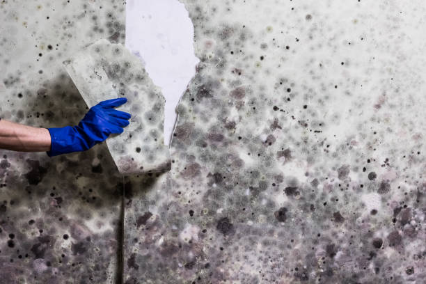 Best Post-Flood Mold Remediation in Imperial, CA